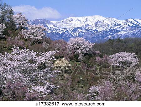 Stock Photo - "Cherry Blossoms and Mountain, Fukushima, Japan". Fotosearch