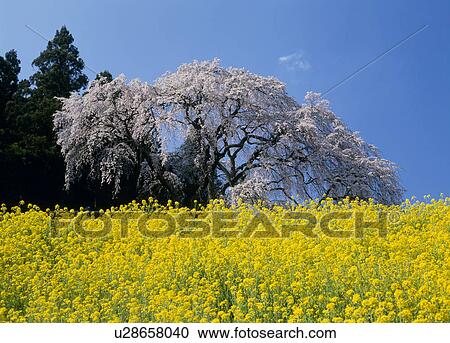 Stock Image - "Cherry Blossoms and Rape Blossoms, Fukushima, Japan". Fotosearch