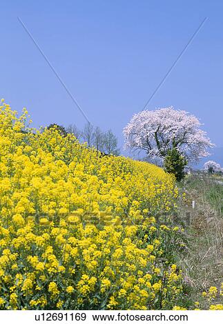 "Cherry Blossoms and Rape Blossoms, Shiga, Japan" View Large Photo Image Stock Photo - "Cherry Blossoms and Rape Blossoms, Shiga, Japan". Fotosearch