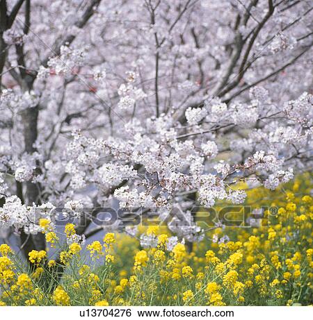 Stock Photograph - "Cherry Blossoms and Rape Blossoms, Shizuoka, Japan". Fotosearch