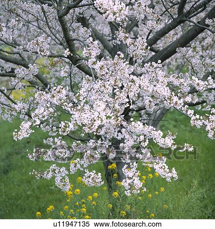 Stock Photography - "Cherry Blossoms and Rape Blossoms, Shizuoka, Japan". Fotosearch