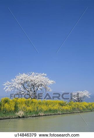Stock Photo - "Cherry Blossoms and River, Shiga, Japan". Fotosearch