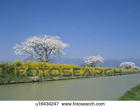 "Cherry Blossoms and River, Shiga, Japan" View Large Photo Image Stock Photo - "Cherry Blossoms and River, Shiga, Japan". Fotosearch