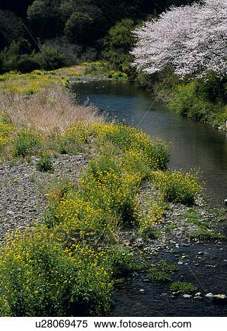 "Cherry Blossoms and River, Shizuoka, Japan" View Large Photo Image Stock Photography - "Cherry Blossoms and River, Shizuoka, Japan". Fotosearch