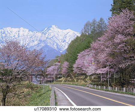 Stock Image - "Cherry Blossoms and Road, Hokkaido, Japan". Fotosearch