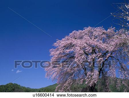 Picture - "Cherry Blossoms and Sky, Nagano, Japan". Fotosearch
