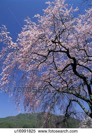 "Cherry Blossoms and Sky, Nagano, Japan" View Large Photo Image Stock Photography - "Cherry Blossoms and Sky, Nagano, Japan". Fotosearch