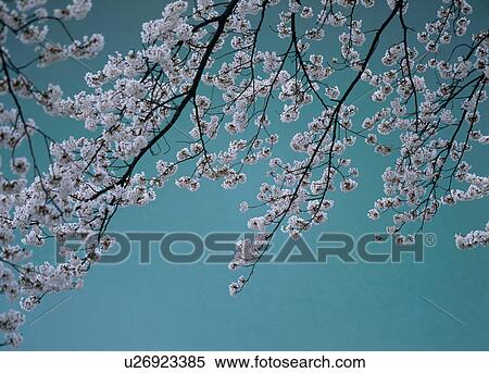 Stock Photography - "Cherry Blossoms and Water, Nagano, Japan". Fotosearch