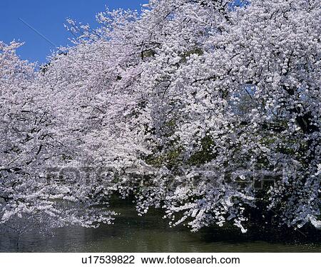 Stock Image - "Cherry Blossoms, Aomori, Japan". Fotosearch