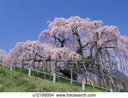 Picture - "Cherry Blossoms, Fukushima, Japan". Fotosearch