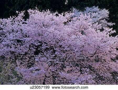 Stock Photo - "Cherry Blossoms, Fukushima, Japan". Fotosearch