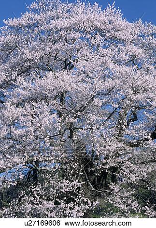 "Cherry Blossoms, Gunma, Japan" View Large Photo Image Stock Photograph - "Cherry Blossoms, Gunma, Japan". Fotosearch