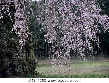 Stock Image - "Cherry Blossoms, Nagano, Japan". Fotosearch
