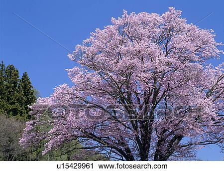Stock Image - "Cherry Blossoms, Nagano, Japan". Fotosearch
