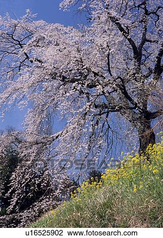 Stock Image - "Cherry Blossoms, Nagano, Japan". Fotosearch