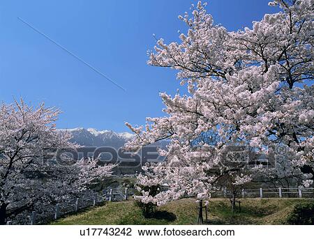 Stock Image - "Cherry Blossoms, Nagano, Japan". Fotosearch