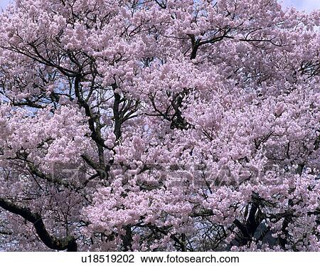 Stock Image - "Cherry Blossoms, Nagano, Japan". Fotosearch