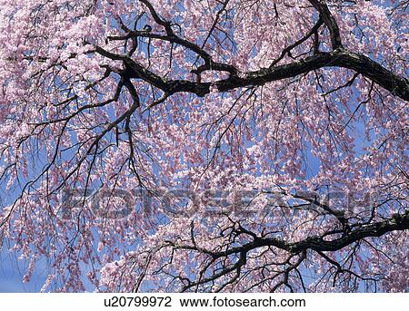 Stock Image - "Cherry Blossoms, Nagano, Japan". Fotosearch
