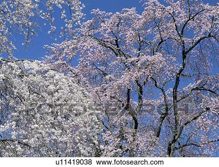 Stock Photo - "Cherry Blossoms, Nagano, Japan". Fotosearch