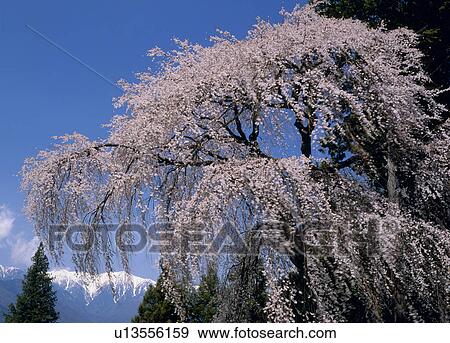 Stock Photo - "Cherry Blossoms, Nagano, Japan". Fotosearch