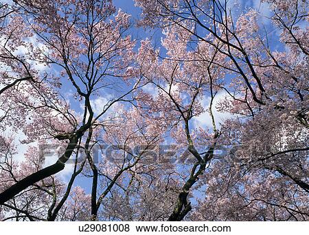 Stock Photo - "Cherry Blossoms, Nagano, Japan". Fotosearch