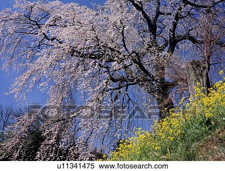 Stock Photography - "Cherry Blossoms, Nagano, Japan". Fotosearch