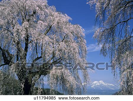 Stock Photography - "Cherry Blossoms, Nagano, Japan". Fotosearch