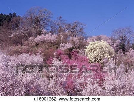 "Cherry Blossoms on Hill, Fukushima, Japan" View Large Photo Image Stock Image - "Cherry Blossoms on Hill, Fukushima, Japan". Fotosearch