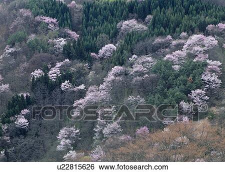 Stock Photograph - "Cherry Blossoms on Mountain, Nagano, Japan". Fotosearch