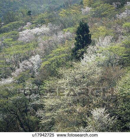 Stock Photography - "Cherry Blossoms on Mountain, Shizuoka, Japan". Fotosearch