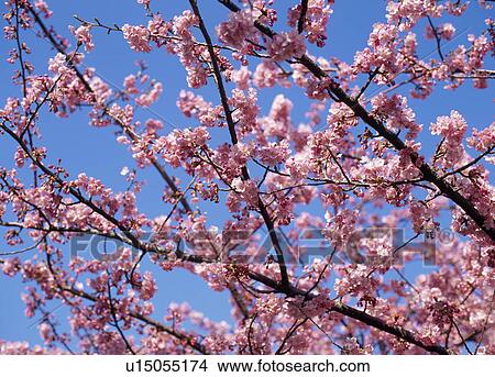 Picture - Cherry Blossoms. Fotosearch