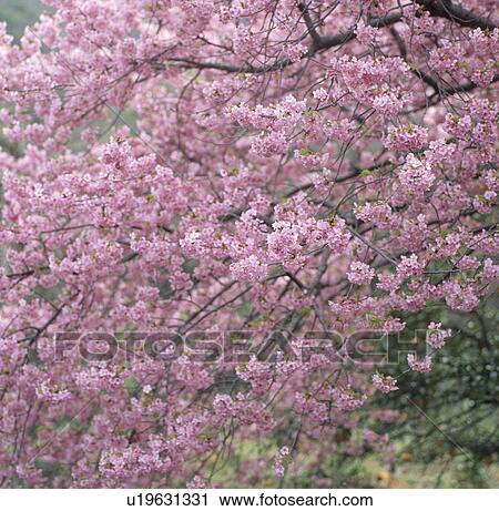 "Cherry Blossoms, Shizuoka, Japan" View Large Photo Image Stock Image - "Cherry Blossoms, Shizuoka, Japan". Fotosearch