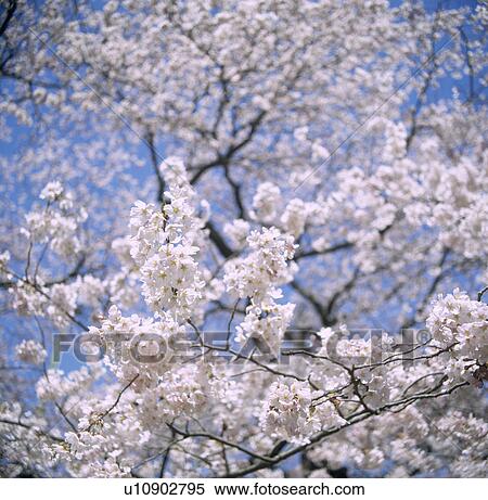 Stock Photography - "Cherry Blossoms, Shizuoka, Japan". Fotosearch