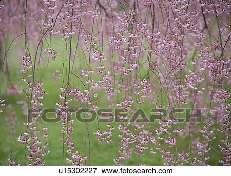 Stock Photo - Cherry Blossoms. Fotosearch