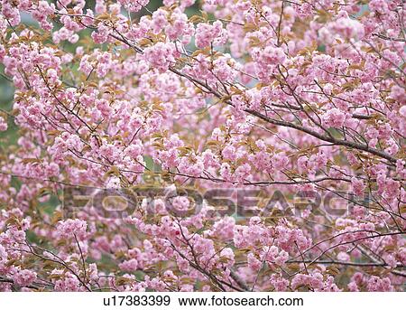 Cherry Blossoms View Large Photo Image Stock Photo - Cherry Blossoms. Fotosearch
