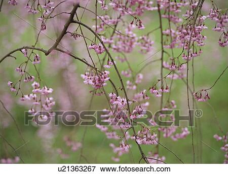 Cherry Blossoms View Large Photo Image Stock Photo - Cherry Blossoms. Fotosearch