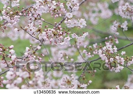 Stock Photography - Cherry Blossoms. Fotosearch