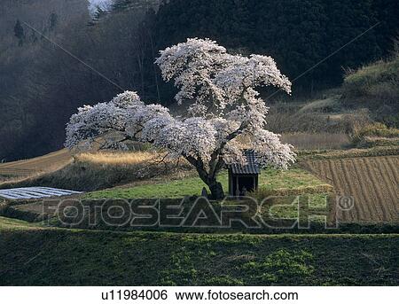 Stock Photograph - "Cherry Blossoms with Green, Fukushima, Japan". Fotosearch