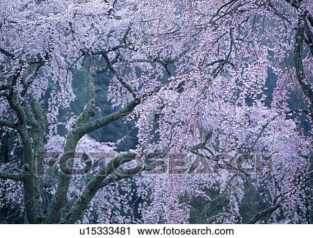 Stock Image - "Cherry Blossoms, Yamanashi, Japan". Fotosearch