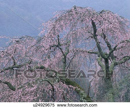 "Cherry Blossoms, Yamanashi, Japan" View Large Photo Image Stock Photography - "Cherry Blossoms, Yamanashi, Japan". Fotosearch