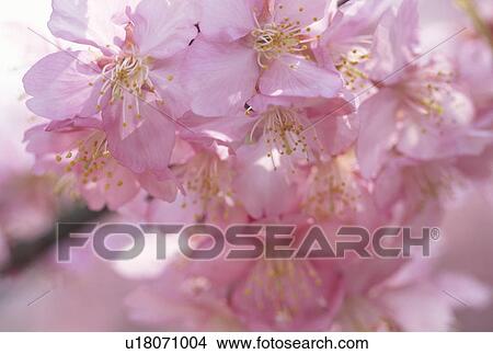 Picture - Close Up Of Cherry Blossoms. Fotosearch
