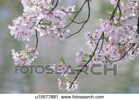Stock Image - Close Up Of Cherry Blossoms. Fotosearch