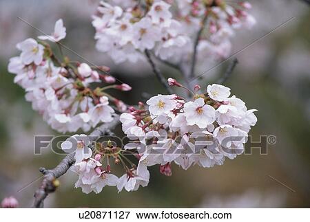 Stock Photo - Close Up Of Cherry Blossoms. Fotosearch