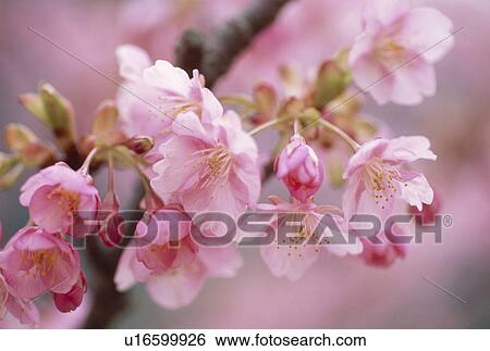 Close Up Of Cherry Blossoms View Large Photo Image Stock Photograph - Close Up Of Cherry Blossoms. Fotosearch