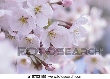Close Up Of Cherry Blossoms View Large Photo Image Stock Photography - Close Up Of Cherry Blossoms. Fotosearch