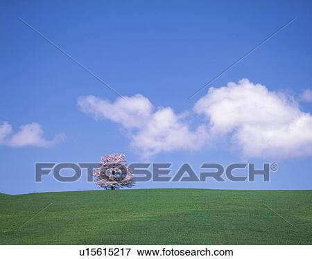 "Single Cherry Tree in Grassland, Hokkaido, Japan" View Large Photo Image Stock Photo - "Single Cherry Tree in Grassland, Hokkaido, Japan". Fotosearch