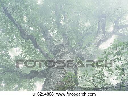 "Beech Big Tree, Shirakami-Sanchi, Aomori, Japan" View Large Photo Image Stock Photo - "Beech Big Tree, Shirakami-Sanchi, Aomori, Japan". Fotosearch
