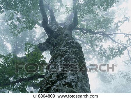 "Beech Big Tree, Shirakami-Sanchi, Aomori, Japan" View Large Photo Image Stock Photo - "Beech Big Tree, Shirakami-Sanchi, Aomori, Japan". Fotosearch