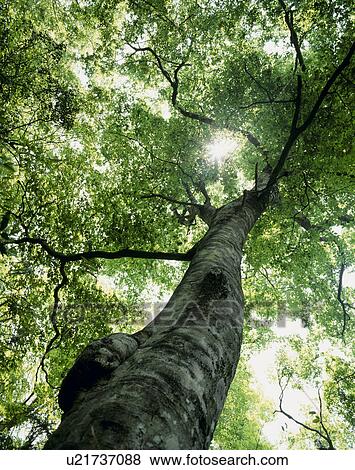Stock Photo - "Beech Big Tree, Shirakami-Sanchi, Aomori, Japan". Fotosearch