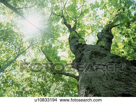 "Beech Big Tree, Yamagata, Japan" View Large Photo Image Picture - "Beech Big Tree, Yamagata, Japan". Fotosearch